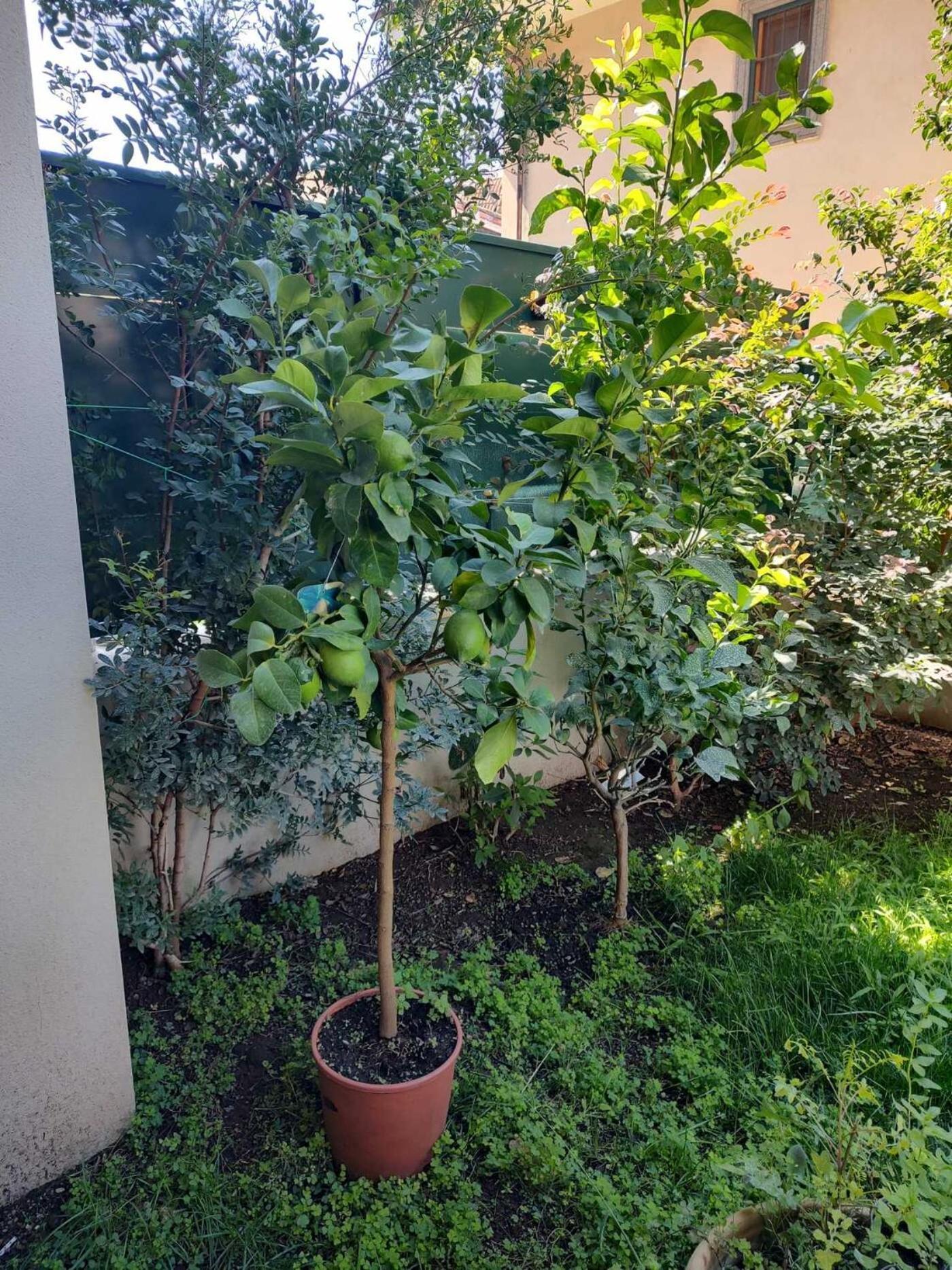 Вилла Il Giardino Di Limoni Марино Экстерьер фото